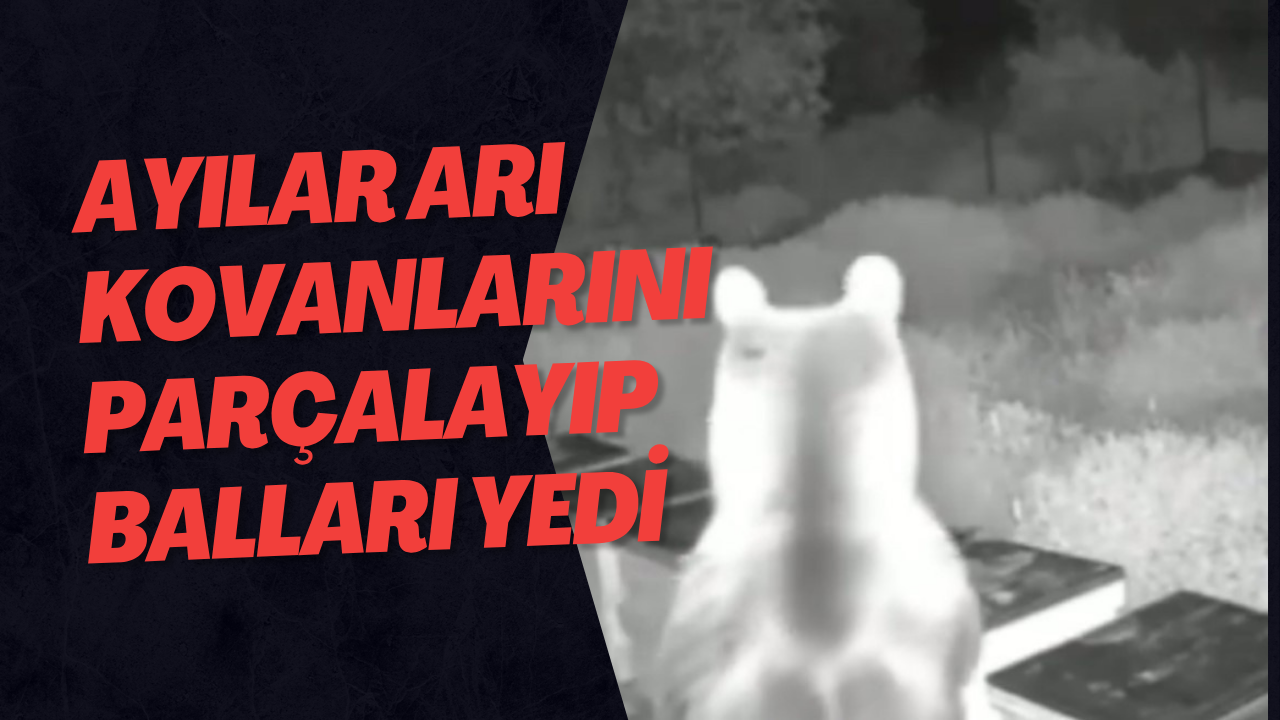 Ayılar Arı Kovanlarını Parçalayıp Balları Yedi