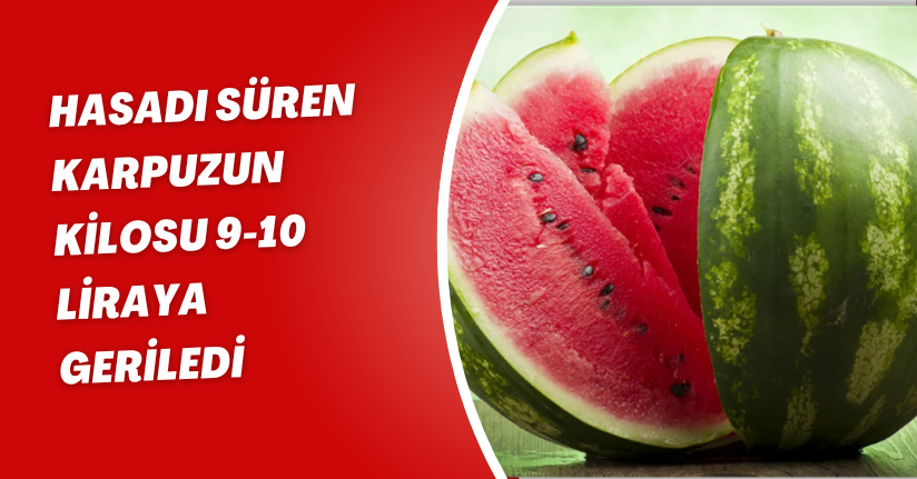 Hasadı süren karpuzun kilosu 9-10 liraya geriledi