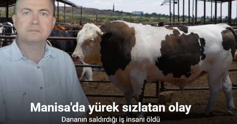 Sattığı kurbanlık dananın fotoğrafını çekerken canından oldu