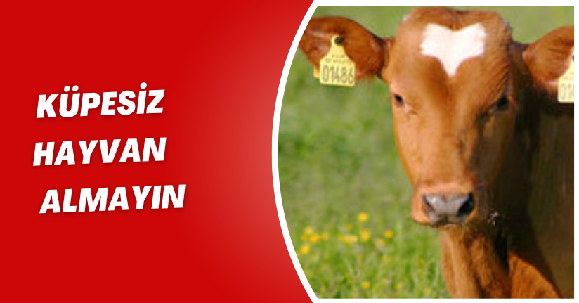Küpesiz hayvan almayın