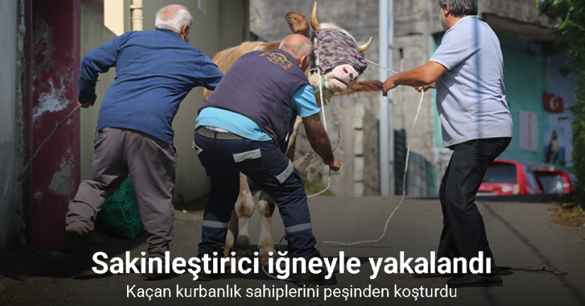 Rize’de kaçan kurbanlık sahiplerini peşinden koşturdu