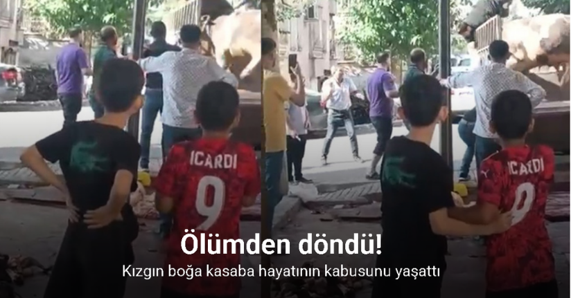 Kızgın boğa kasaba hayatının kabusunu yaşattı