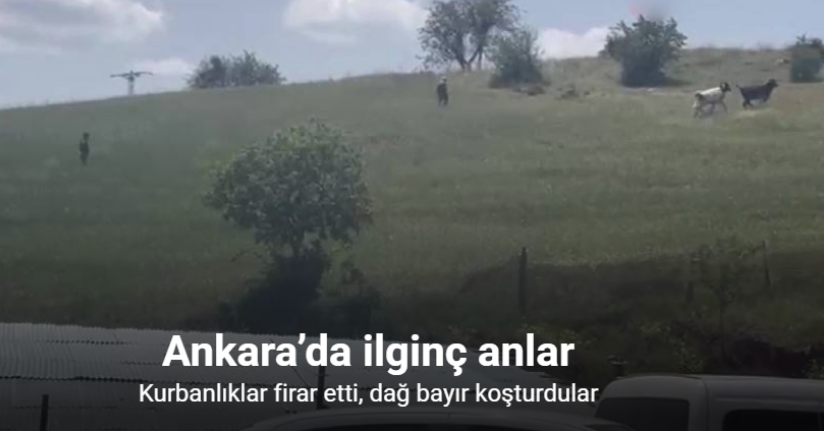 Ankara’da kurbanlıklar firar etti, vatandaşlar kovaladı