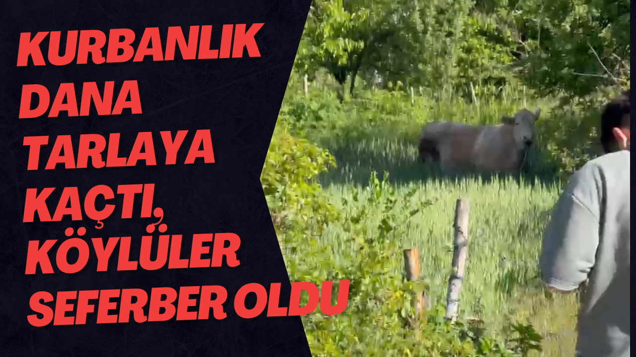 Kurbanlık Dana Tarlaya Kaçtı, Köylüler Seferber Oldu