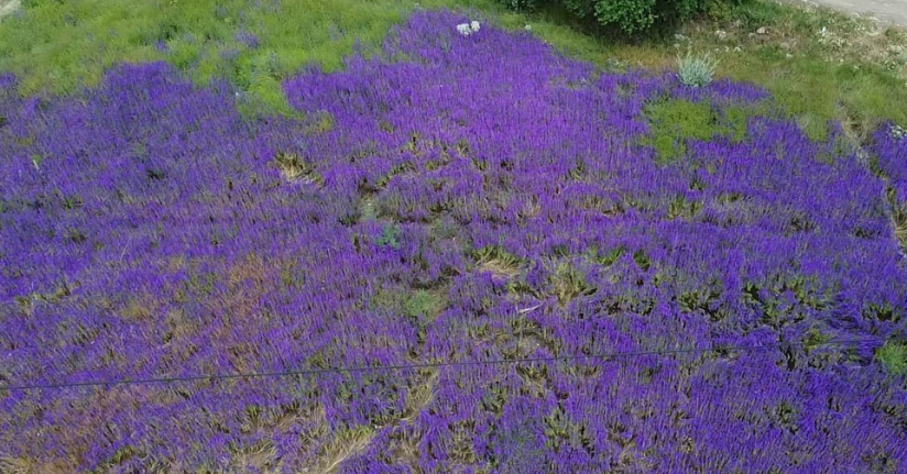 Fotoğraf meraklılarının yeni gözdesi ’hanımeli çiçeği’ tarlaları