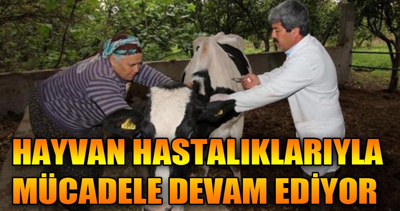 Hayvan hastalıkları ile mücadele devam ediyor