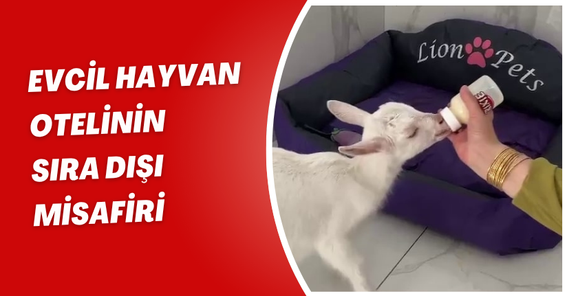 Evcil hayvan otelinin sıra dışı misafiri