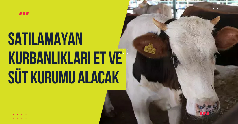 Satılamayan kurbanlıkları Et ve Süt Kurumu alacak
