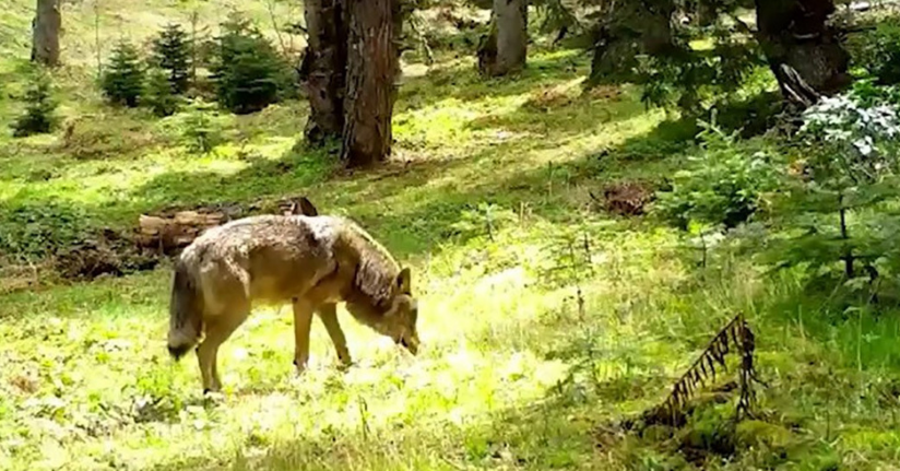 Nesli tükenmekte olan Bozkurt, böyle görüntülendi