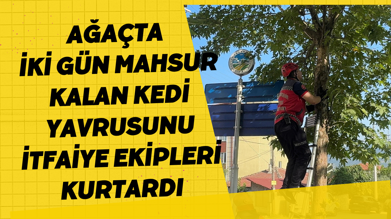 Ağaçta İki Gün Mahsur Kalan Kedi Yavrusunu İtfaiye Ekipleri Kurtardı