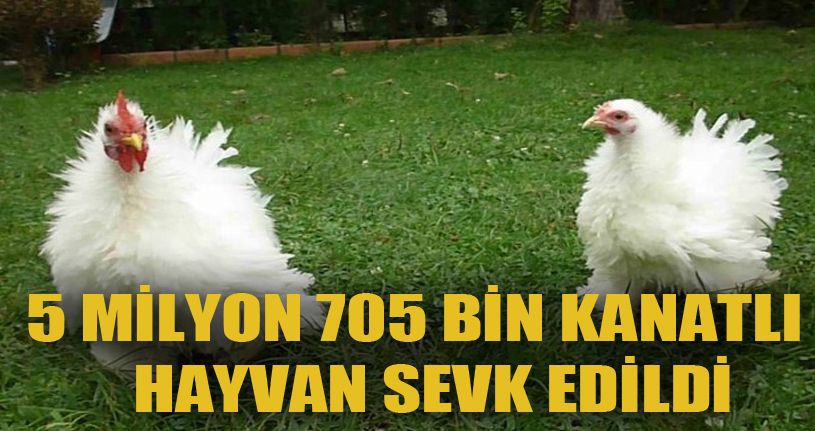 5 milyon 705 bin kanatlı hayvan sevki yapıldı