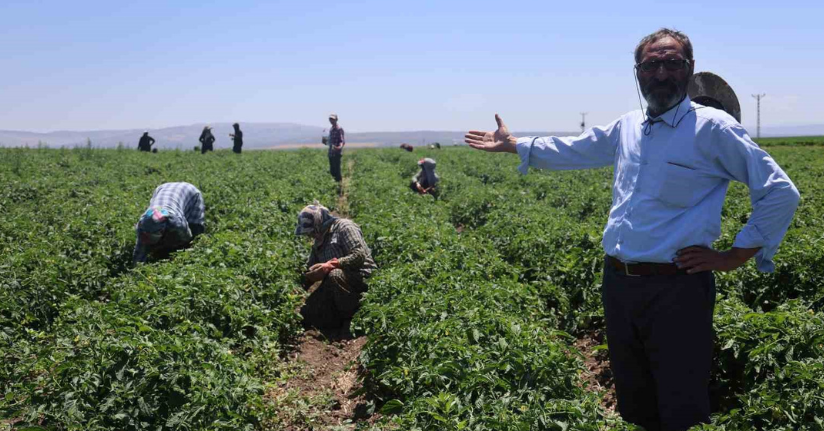 Tarım işçileri kavurucu sıcakta 800 TL yevmiyeyle zorlu mesaiyi sürdürüyor