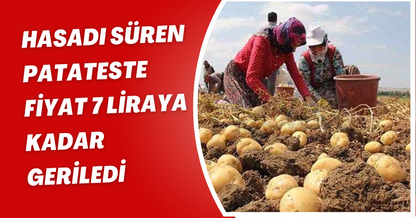 Hasadı süren patateste fiyat 7 liraya kadar geriledi