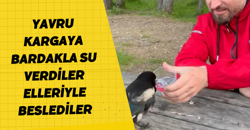 Yavru kargaya bardakla su verdiler, elleriyle beslediler