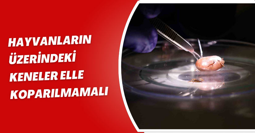 Hayvanların üzerindeki keneler elle koparılmamalı