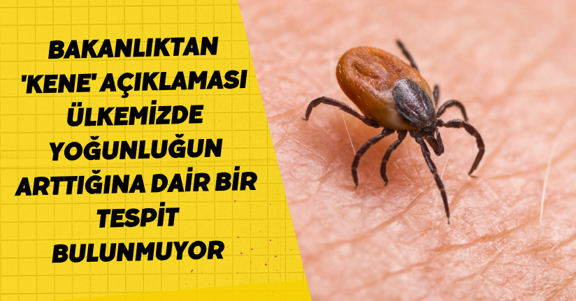 Bakanlıktan 'kene' açıklaması: Ülkemizde yoğunluğun arttığına dair bir tespit bulunmuyor