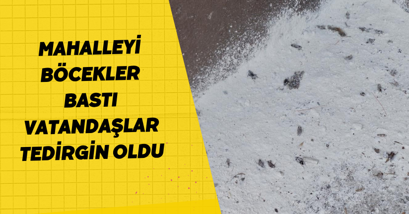 Mahalleyi böcekler bastı, vatandaşlar tedirgin oldu