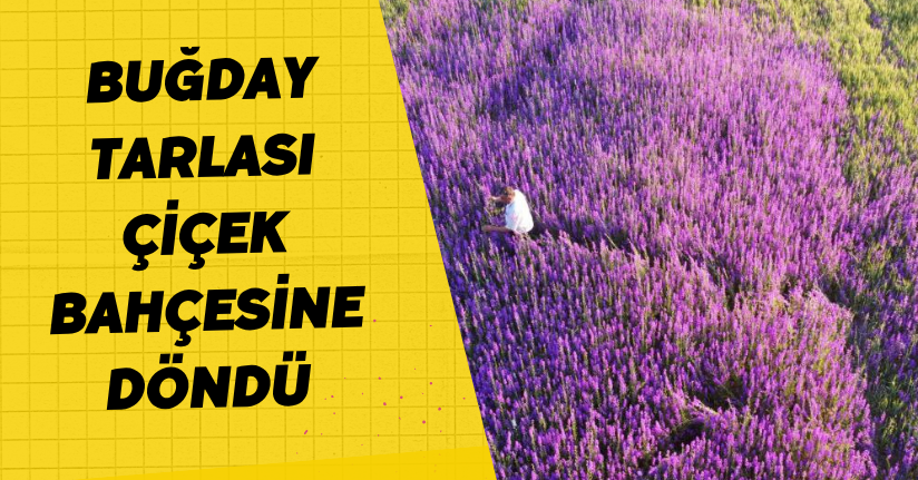 Buğday tarlası çiçek bahçesine döndü