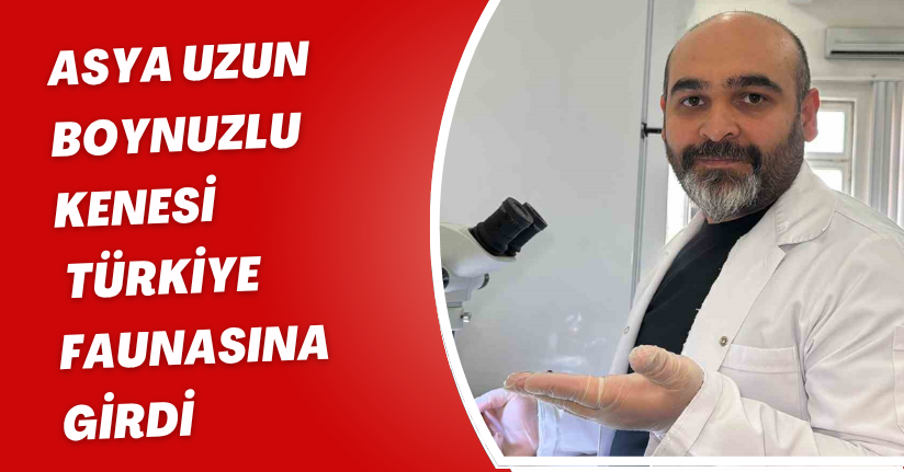 Asya uzun boynuzlu kenesi Türkiye faunasına girdi