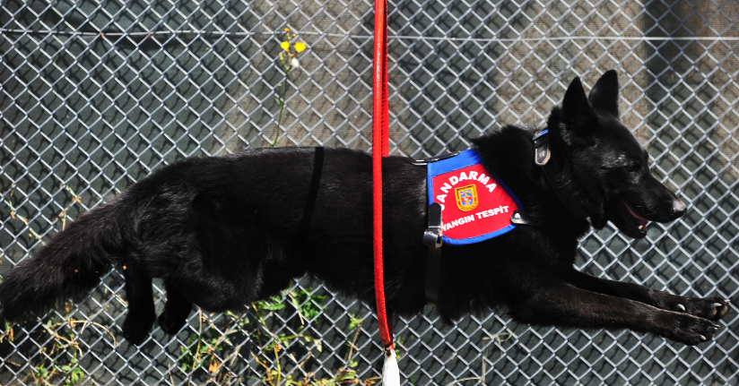 Yangın tespit köpeği 'Bronz', şüpheli yangınların aydınlatılmasına katkı sağlıyor