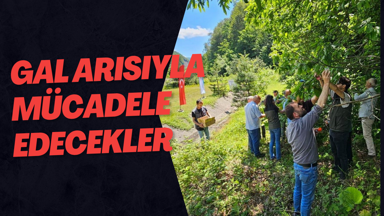 Gal Arısıyla Mücadele Edecekler