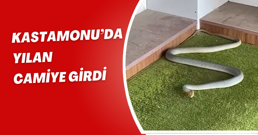 Kastamonu’da yılan camiye girdi