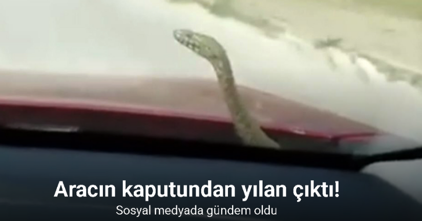 Kütahya’da ’aracın kaputundan çıkan yılan’ şaşkınlığı