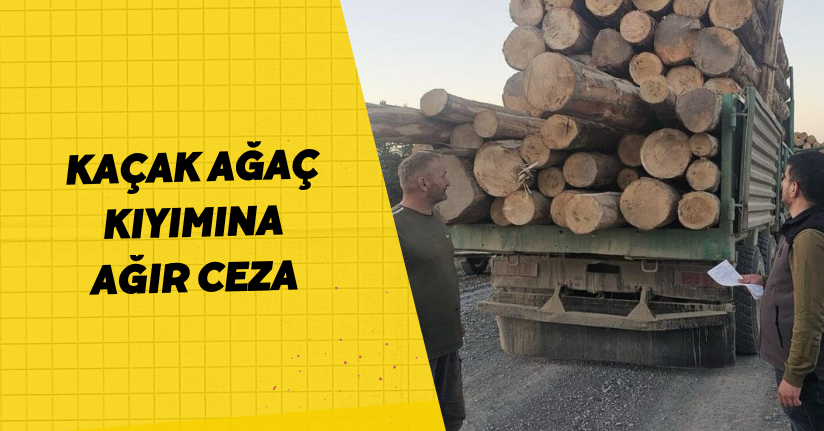 Kaçak ağaç kıyımına ağır ceza