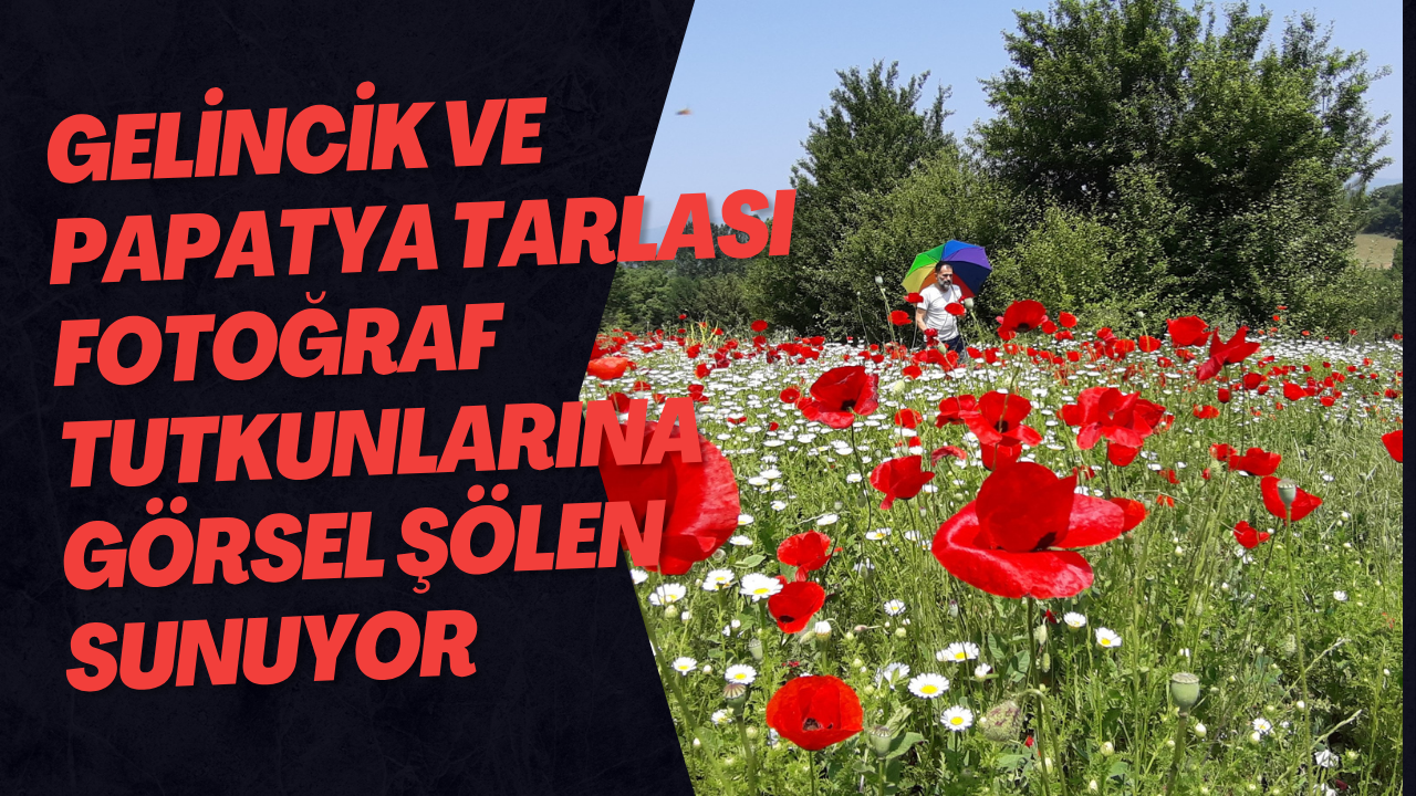 Gelincik Ve Papatya Tarlası Fotoğraf Tutkunlarına Görsel Şölen Sunuyor