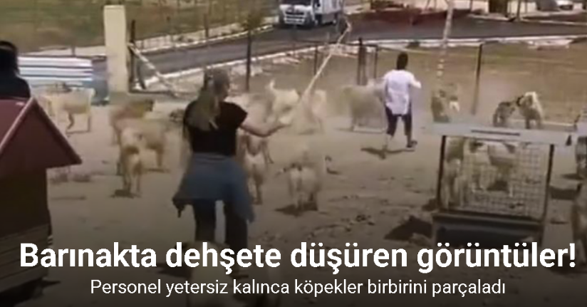Hayvan barınağında dehşete düşüren görüntüler!