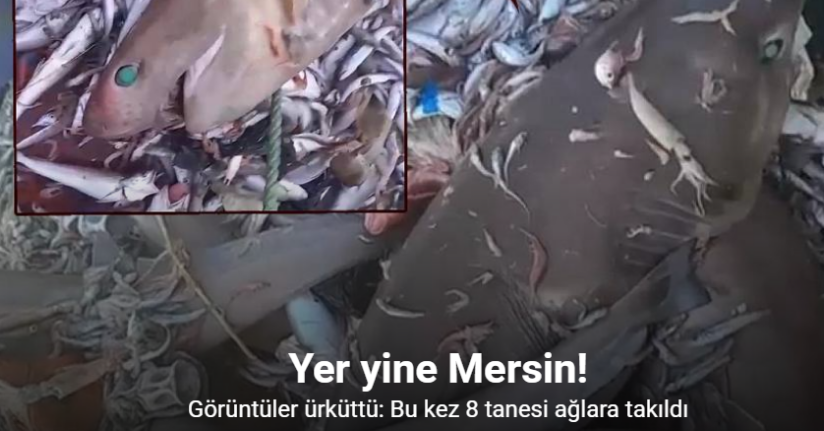 Yer yine Mersin: Bu kez 8 köpekbalığı ağlara takıldı