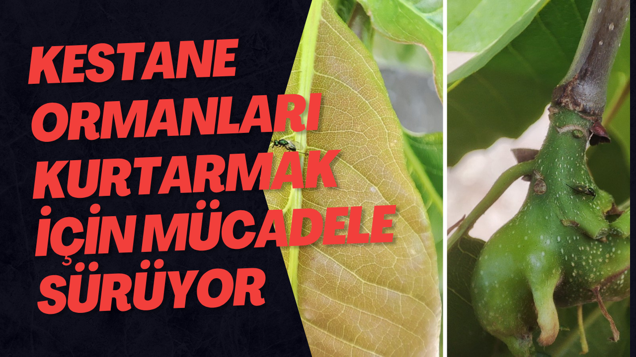 Kestane Ormanları Kurtarmak İçin Mücadele Sürüyor