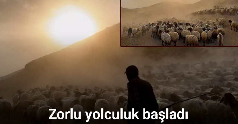 Sürülerin geleneksel tozlu yolculuğu başladı