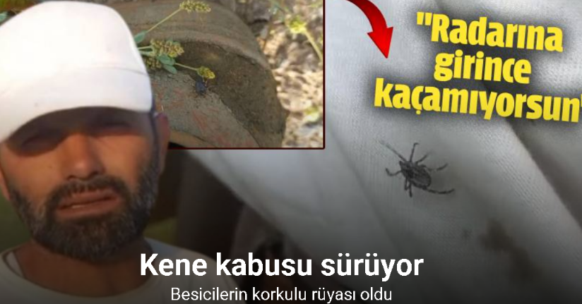 Yozgat’ta keneler görülmeye devam ediyor