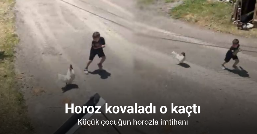 Küçük çocuğun horozla imtihanı
