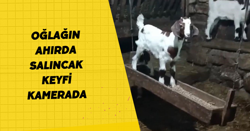 Oğlağın ahırda salıncak keyfi kamerada