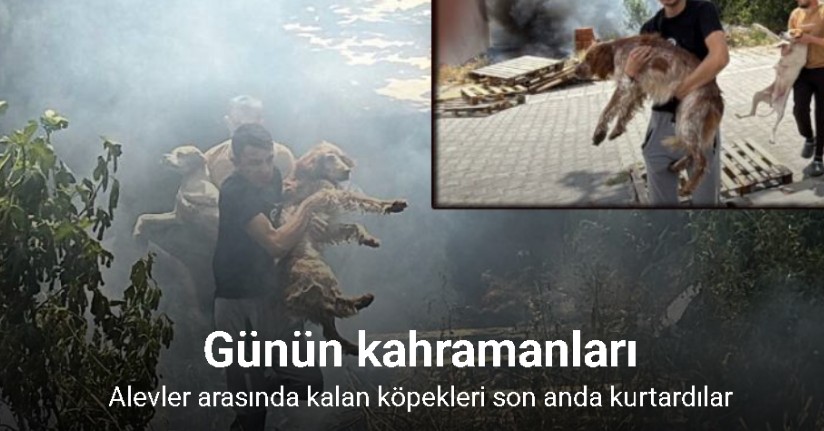 Alevler arasında kalan köpekler son anda kurtarıldı