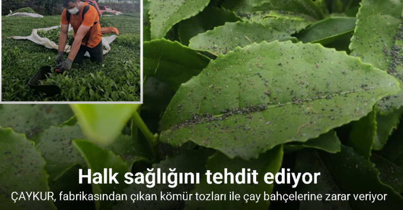 Çay fabrikasının bacasından çıkan kömür tozları çay bahçelerine yağıyor
