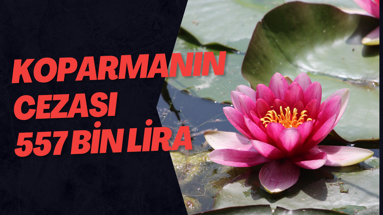 Koparmanın Cezası 557 Bin Lira