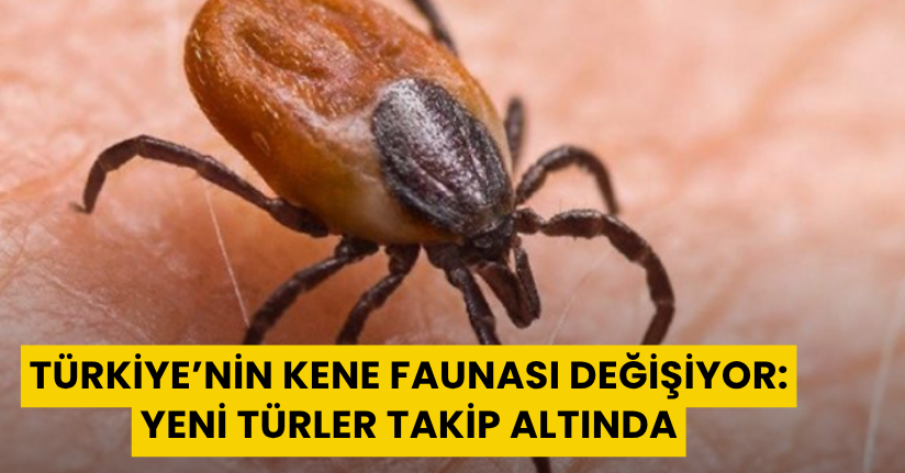 Türkiye’nin kene faunası değişiyor: Yeni türler takip altında