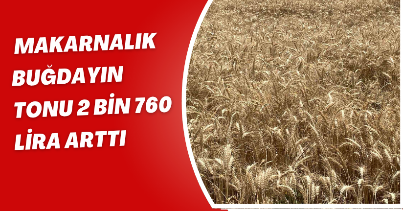 Makarnalık buğdayın tonu 2 bin 760 lira arttı