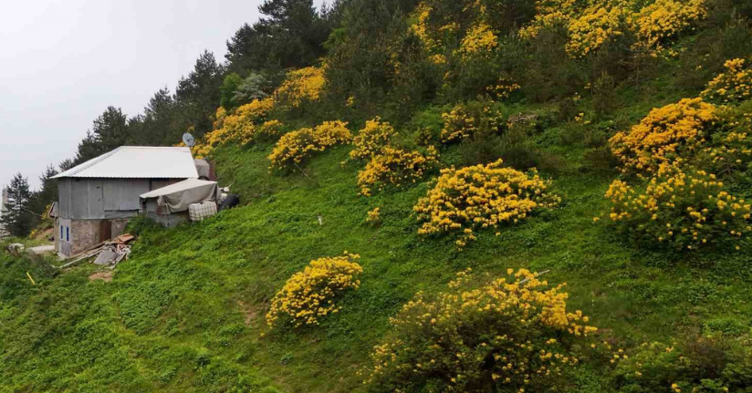 Sarı zifin çiçekleri Zigana’yı renklendirdi