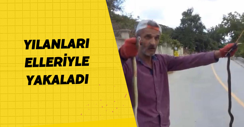 Yılanları elleriyle yakaladı