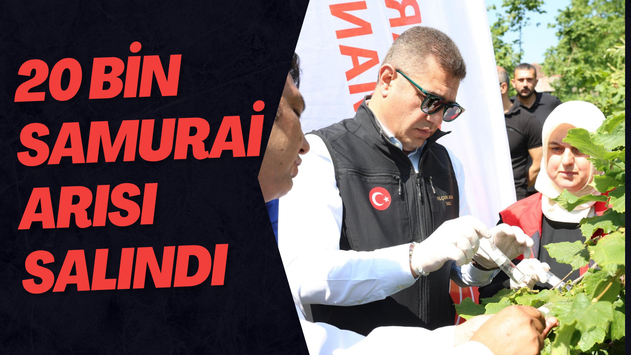 20 Bin Samurai Arısı Salındı