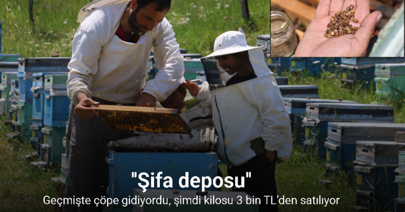 Geçmişte çöpe gidiyordu, şimdi kilosu 3 bin TL’den satılıyor