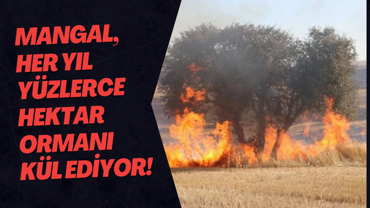 Mangal, Her Yıl Yüzlerce Hektar Ormanı Kül Ediyor!