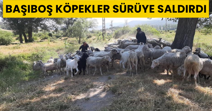 Başıboş köpekler sürüye saldırdı
