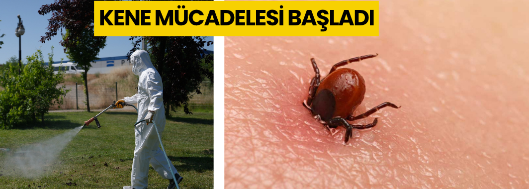 Düzce'de Kene Mücadelesi Başladı