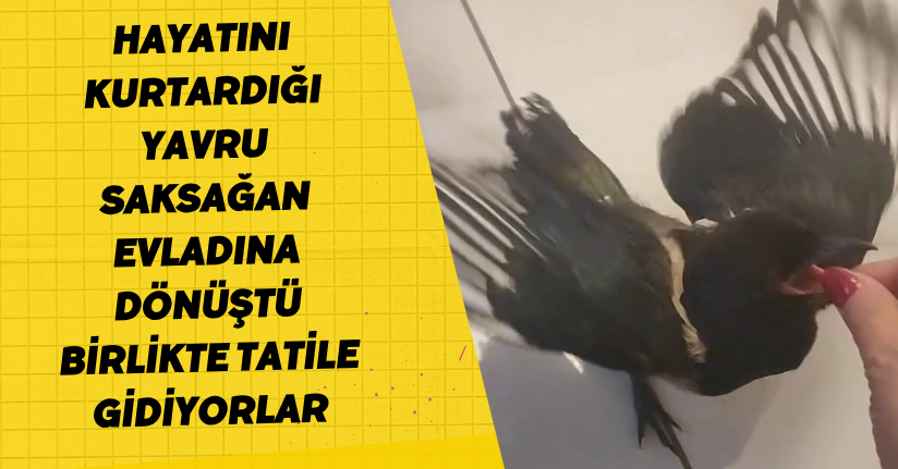 Hayatını kurtardığı yavru saksağan evladına dönüştü: Birlikte tatile gidiyorlar