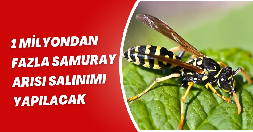 1 milyondan fazla samuray arısı salınımı yapılacak